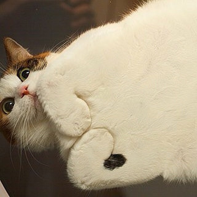 I have studied many philosophers and many cats. The wisdom of cats is infinitely superior.  – Hippolyte Taine

#petsluver #kittens #catsontwitter #caturday #pets