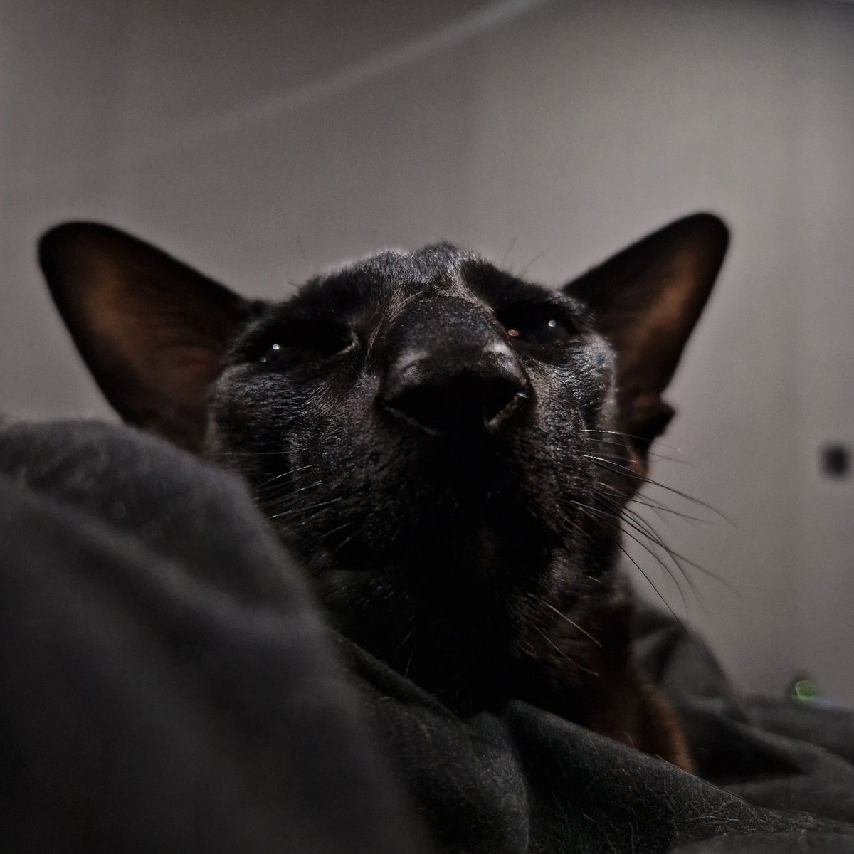 Sheava_'s tweet image. Г  - грация))