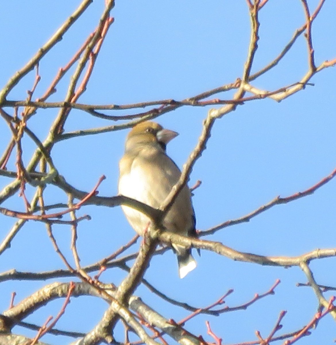 andy_nffc's tweet photo. @HawfinchesUK single Hawfinch at Rufford CP yesterday (14th Jan) in the car park at 1.30pm https://t.co/usEqZr0lrG