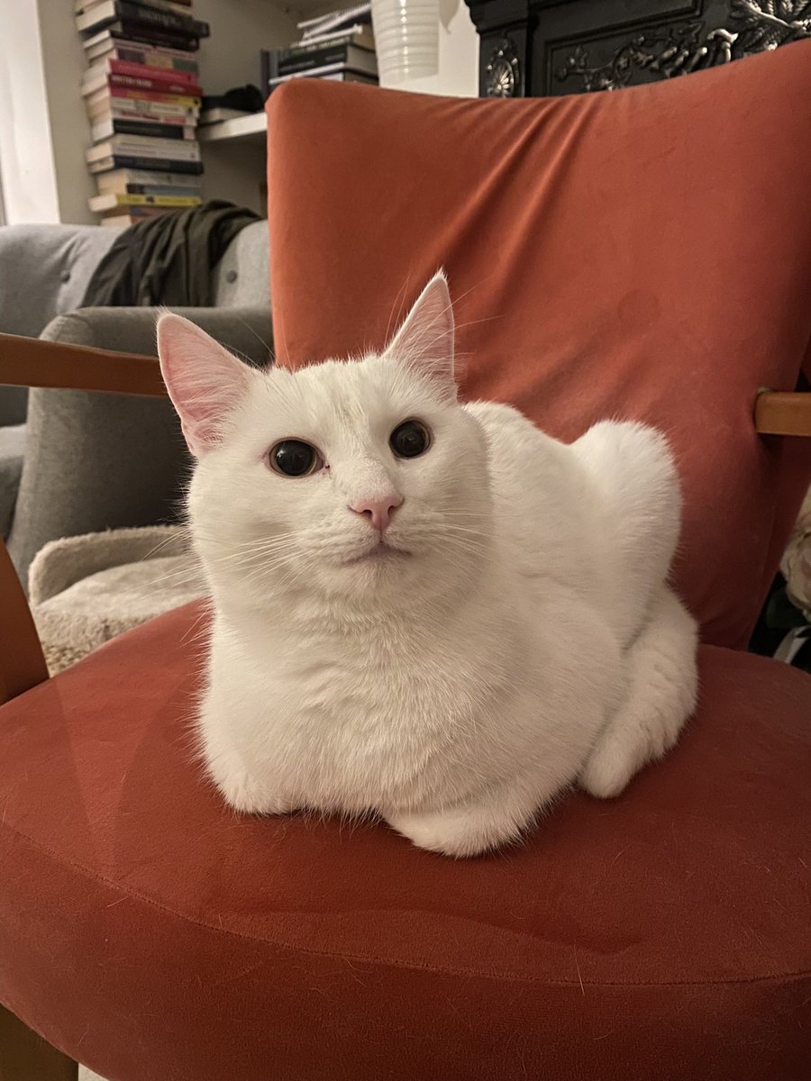 UPDATE!: No one came to look for him so he adopted us and now he rules our lives lol 💖💖💖