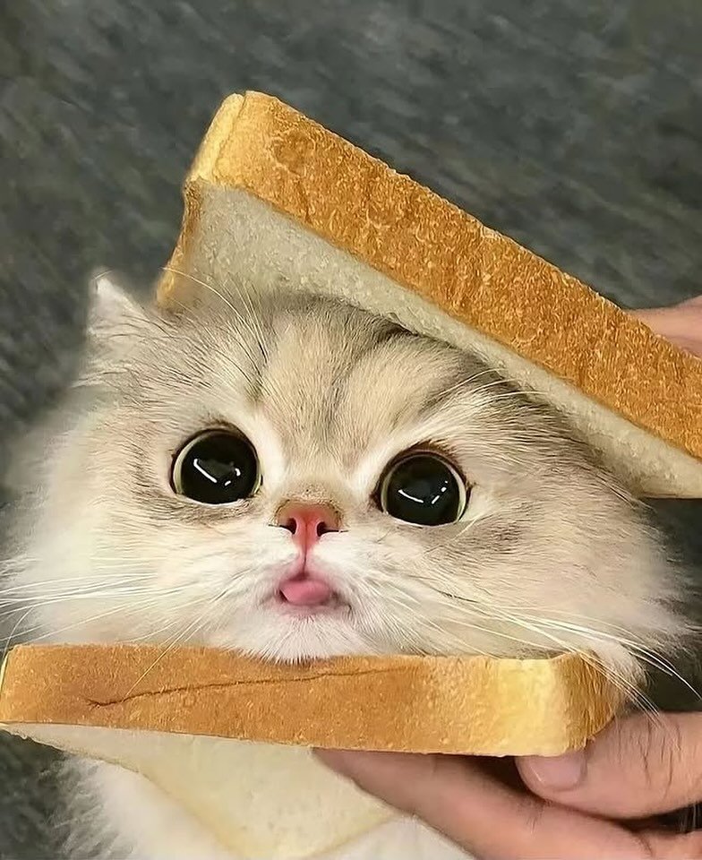 Name this sandwich 🥪