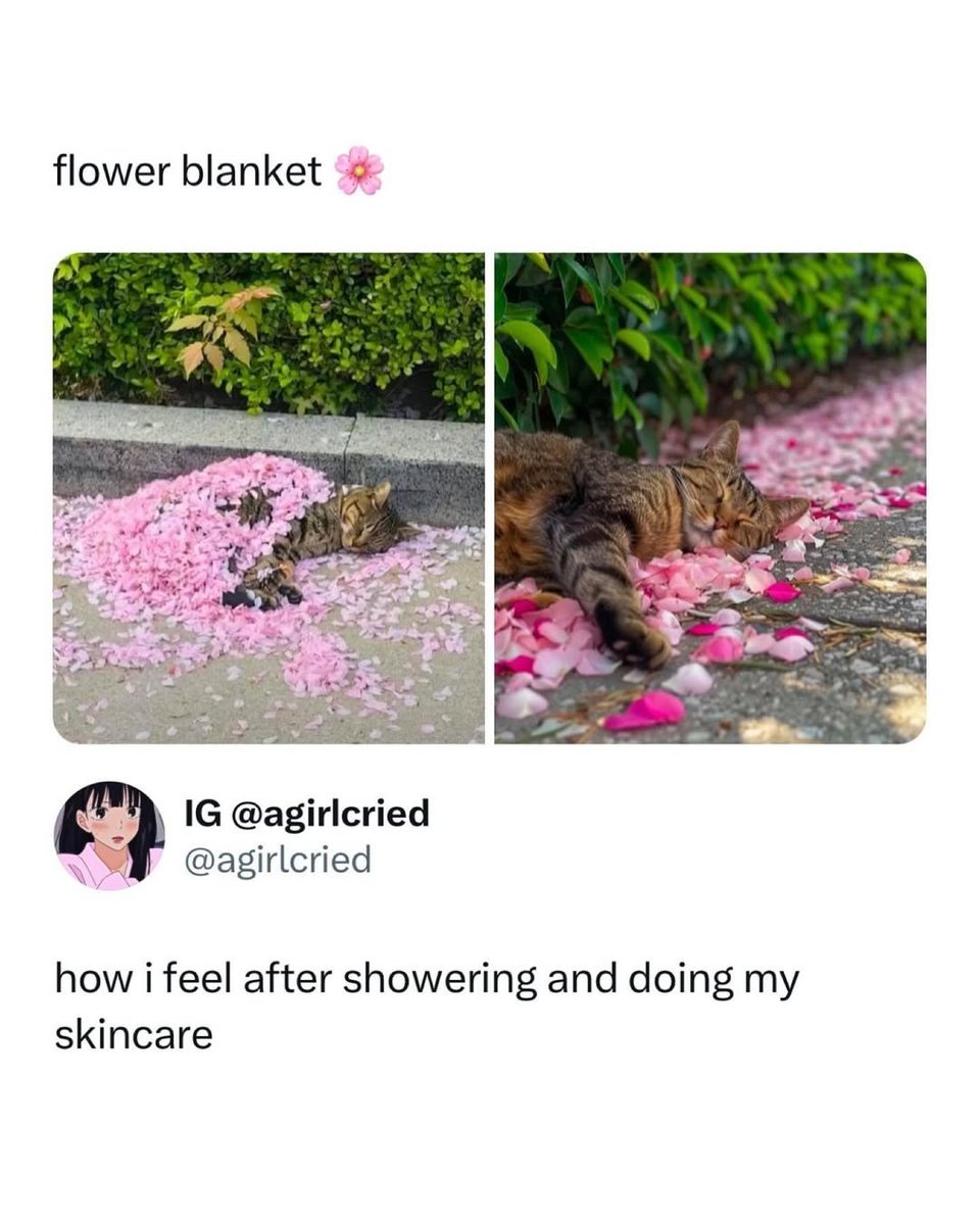 WeAssessCats's tweet photo. Flower blanket https://t.co/p9xBQMJGmK
