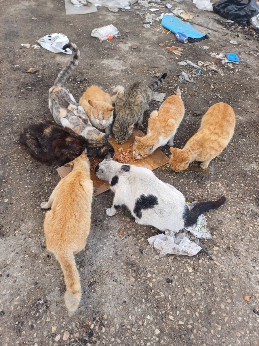 🚨February Food Appeal🚨.
 Hello everyone, I am once again asking for your support regarding #dog food for the month of February🐕❤️🐶🙏. Your support is the center of love and the continuation of life while providing assistance to save these lives from death despite the mass