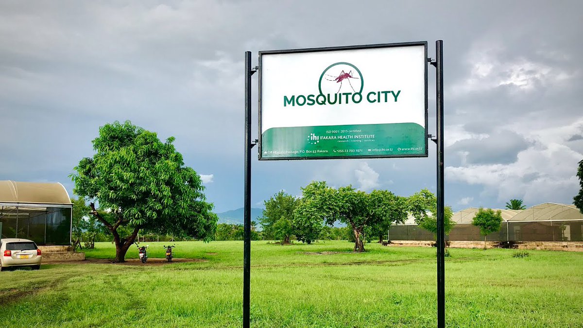 Welcome to Mosquito City, situated in a small town called Ifakara. This location serves as a hub for conducting experiments and various research activities  mosquito behaviours, such as insecticide resistance, biting behaviour, mating behaviour, blood-meal preferences etc.