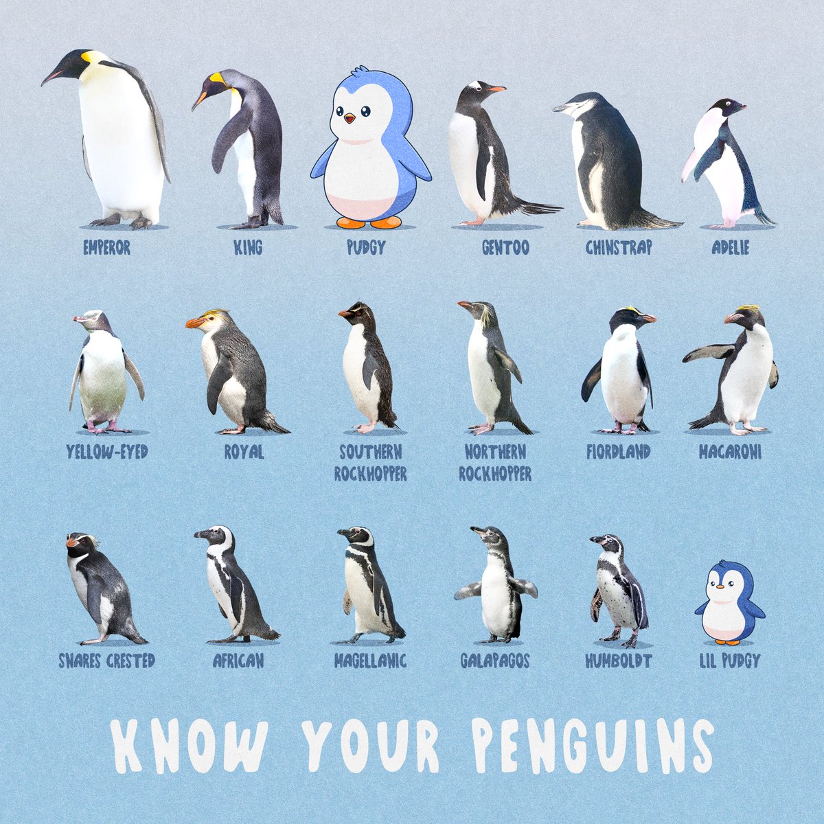 Which penguin are you?