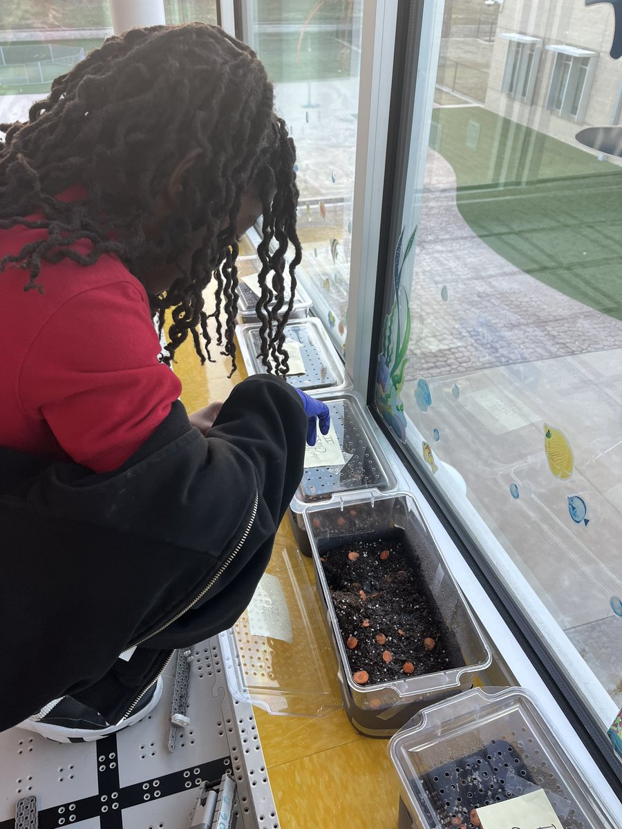 Abby Gunn (@msgunnsowls) on Twitter photo <a href="/SheffieldElem/">Sheffield Elementary</a> 5th grade scientists are building ecosystems! They cant wait to find out if their red wigglers will eat the food left for them and to watch their seeds grow. <a href="/CFBISD/">Carrollton-Farmers Branch ISD</a> <a href="/christy_clain/">Christy McClain</a> <a href="/SheffieldElem/">Sheffield Elementary</a> 5th grade scientists are building ecosystems! They cant wait to find out if their red wigglers will eat the food left for them and to watch their seeds grow. <a href="/CFBISD/">Carrollton-Farmers Branch ISD</a> <a href="/christy_clain/">Christy McClain</a>