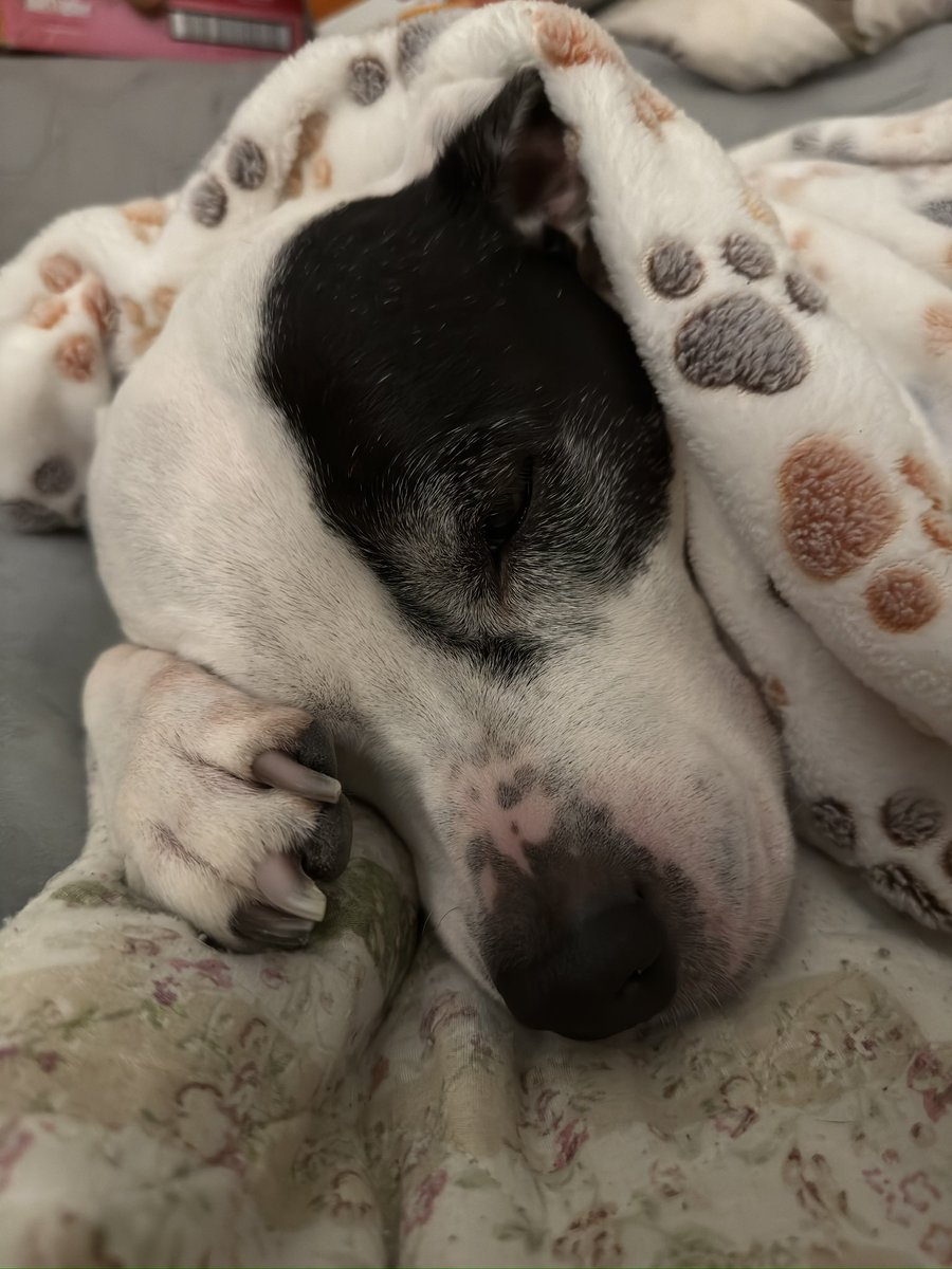 TommyKubiski's tweet photo. Have a great day, everybody! Just got back from taking Pearl up to the vet for her ultrasound. Hoping we find answers to why she’s been feeling like this &amp; treatment that will help her feel better. Thank you all for your prayers, love, well wishes, &amp; good vibes it means the world https://t.co/68aGlJELnV