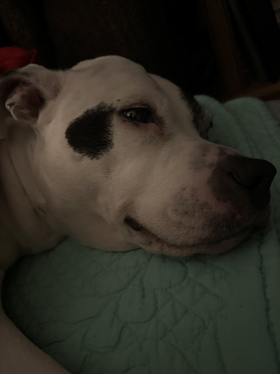 TommyKubiski's tweet photo. Have a great day, everybody! Just got back from taking Pearl up to the vet for her ultrasound. Hoping we find answers to why she’s been feeling like this &amp; treatment that will help her feel better. Thank you all for your prayers, love, well wishes, &amp; good vibes it means the world https://t.co/68aGlJELnV
