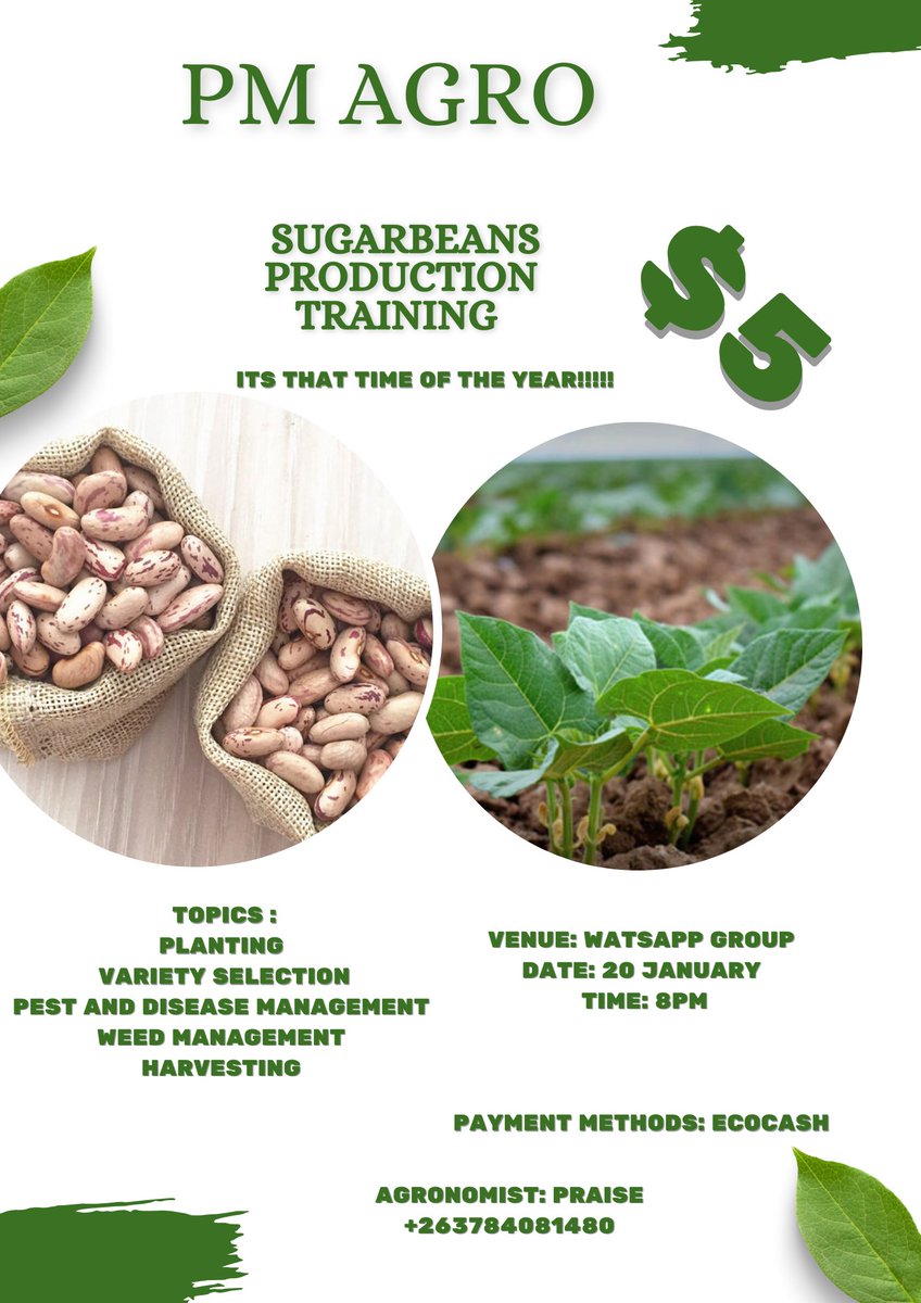 MusvosviPraise's tweet photo. It's sugarbean planting season! Before you start sowing, take a step back and invest in your knowledge. Join our comprehensive sugarbean training program to learn the best practices, techniques, and strategies for a successful harvest. Don't risk losses due to lack of expertise. https://t.co/x90pOLMzLd