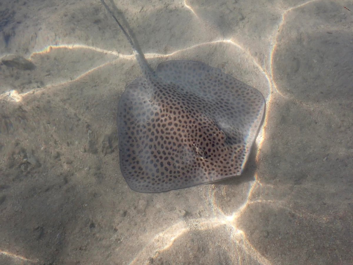 Hurghada 2025- some most welcome Winter sunshine two years after our last holiday in Egypt. Photos 1&amp;2 2025, photos 2&amp;3 blue tuned stingray &amp; reticulated harlequin rays from December 2022. 
New black brittlestars spotted but not photographed yet
#hurghada #egypt2025 #beachschool