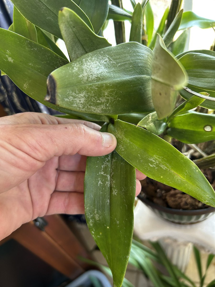 IzzyViv's tweet photo. Help, orchid friends!! I’ve got a white, waxy something affecting my Dendros. I was told it’s a fungus and have been spraying with a copper fungicide but it doesn’t seem to be doing much. Could it be viral?? Any help would be most appreciated…my Nobiles are half dead 😢
#orchid https://t.co/9ACru9egk2