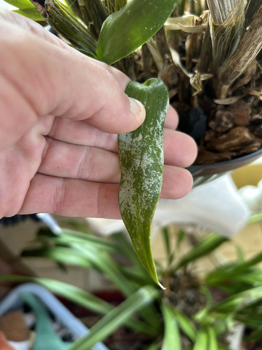 IzzyViv's tweet photo. Help, orchid friends!! I’ve got a white, waxy something affecting my Dendros. I was told it’s a fungus and have been spraying with a copper fungicide but it doesn’t seem to be doing much. Could it be viral?? Any help would be most appreciated…my Nobiles are half dead 😢
#orchid https://t.co/9ACru9egk2