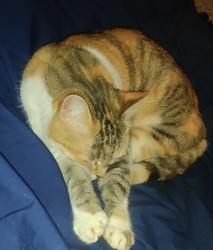 Panzerdempsey tweet media