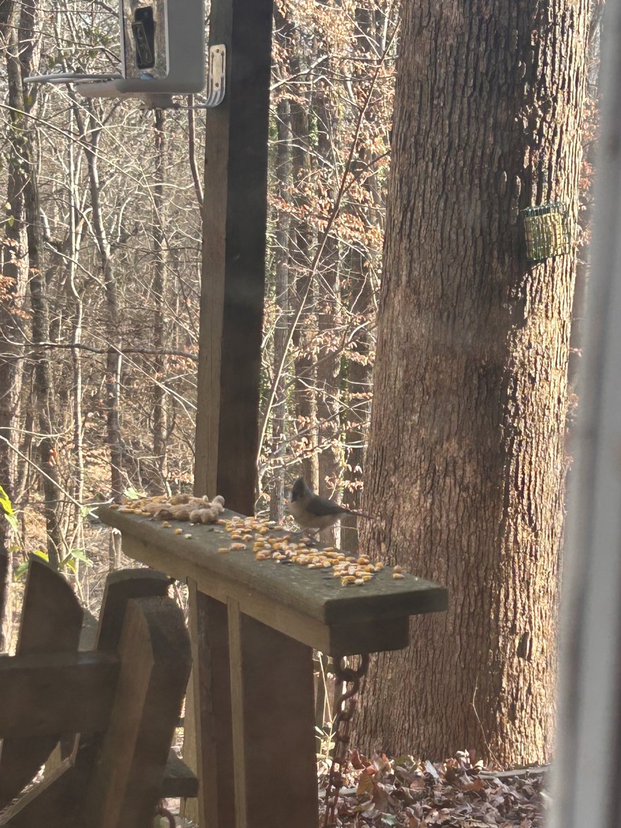noxygen333's tweet photo. bug and i added two more suet feeders and a bath to our walkway last night — i have been sitting in front of this window for an hour now watching this morning lol https://t.co/aGhRd41pcO