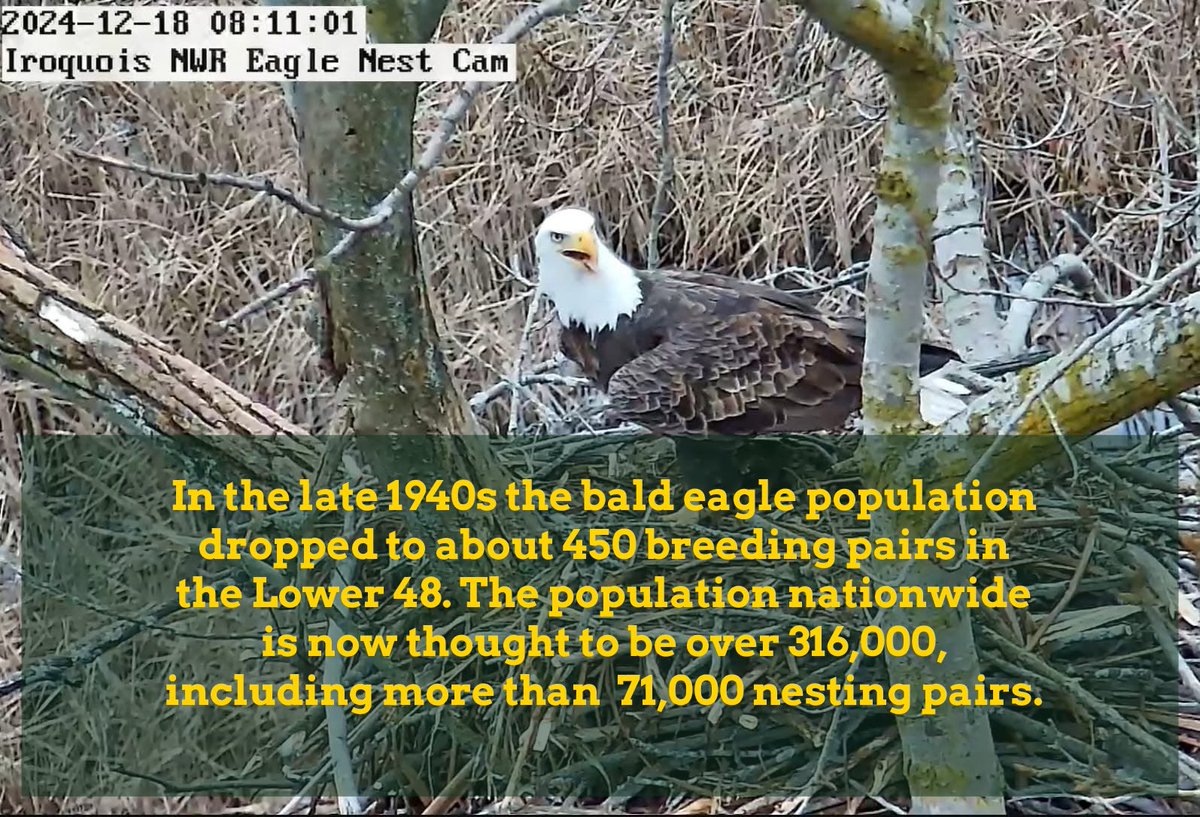 A great comeback story. #iroquoisnationalwildliferefuge