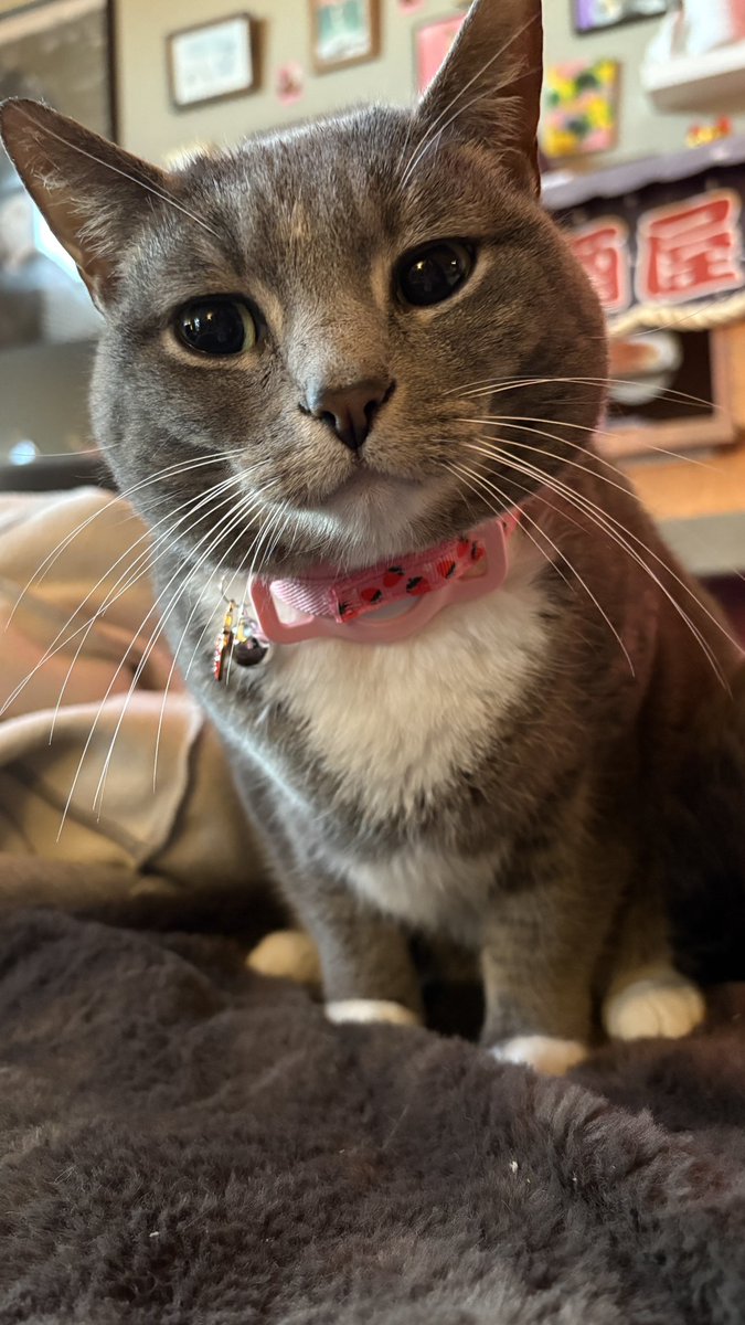 tinypippa's tweet photo. i have been Aire Tagt https://t.co/BzHcxrxLts
