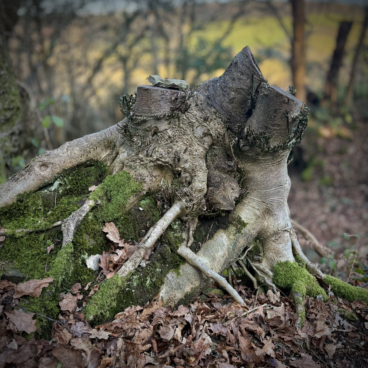 Top Stump 219 #TopStumps