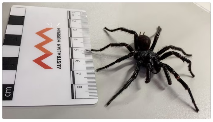 Meet the world's most venomous spider.  Newly discovered in Australia (of course), they call it "Big Boy."  We'll tell you about it today, along with the latest on the Cali fires, and a new TV home for the Rangers.  Join me and <a href="/realAustinYork/">Austin York</a> today from 10-noon on <a href="/KRLD/">1080 KRLD</a>