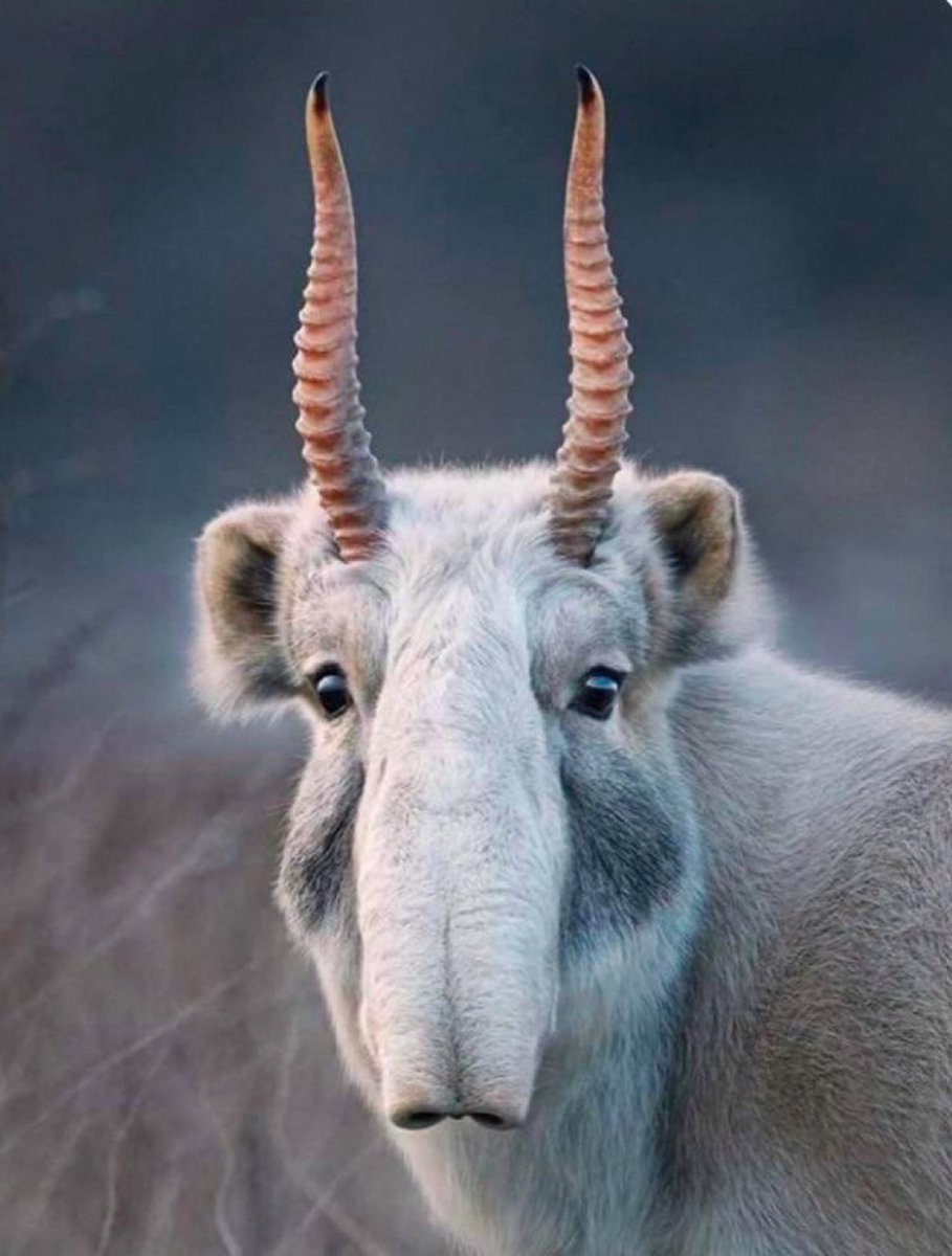 Saiga Antelope