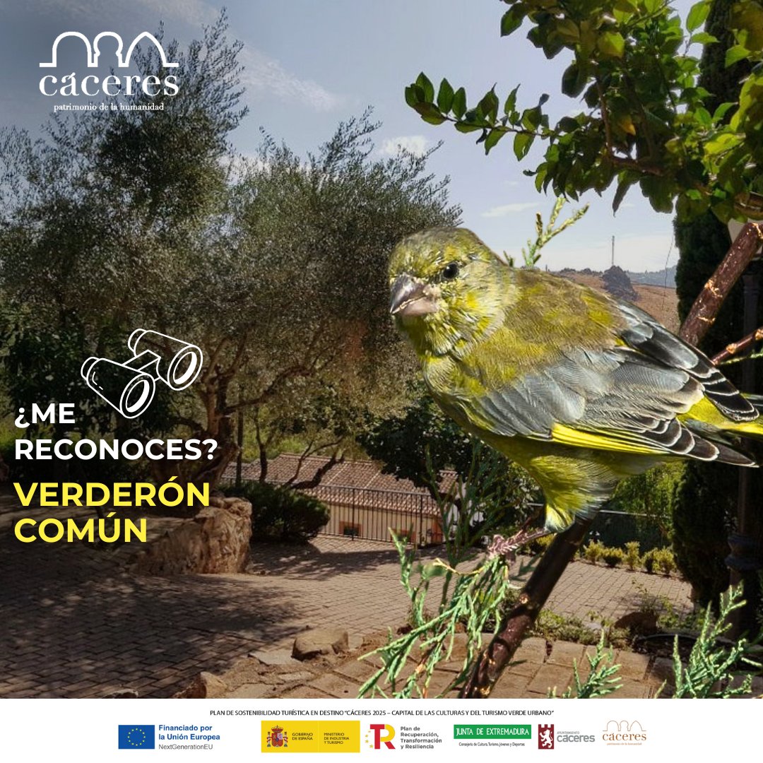 Si paseas por el Parque del Rodeo, Parque del Príncipe o Paseo de Cánovas fíjate bien porque el 🐦verderón común se puede camuflar entre los árboles 🌳debido a sus colores verdosos.

👀Comenta con 🐦 si ya la has visto en tus paseos por Cáceres.
📲caceres.pulse.ly/hgo2va9vip