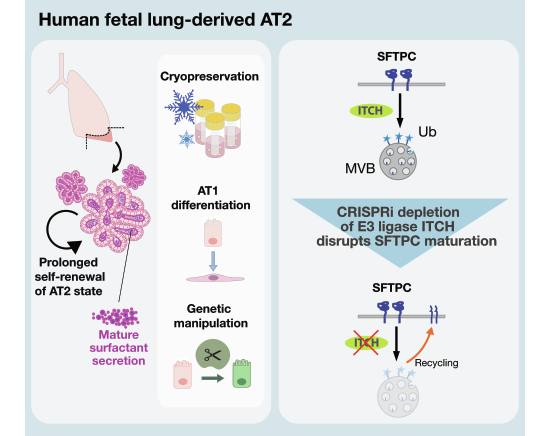 A novel human fetal lung-derived alveolar organoid model reveals mechanisms of surfactant protein C maturation relevant to interstitial lung disease
Jennifer Dickens, <a href="/LabRawlins/">Rawlins Lab</a> and collaborators
embopress.org/doi/full/10.10…