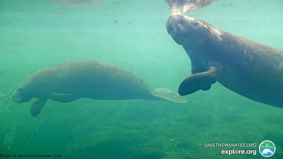 savethemanatee's tweet photo. It’s a fact! 
A manatee’s lungs are large and extend the length of the body cavity. They are used not only for breathing, but also to control buoyancy. Manatees have a hemi-diaphragm which allows them to control the air in their two lungs separately! https://t.co/8DspBpm8jq https://t.co/SxdtU60rwa