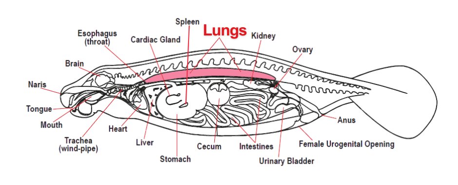 savethemanatee's tweet photo. It’s a fact! 
A manatee’s lungs are large and extend the length of the body cavity. They are used not only for breathing, but also to control buoyancy. Manatees have a hemi-diaphragm which allows them to control the air in their two lungs separately! https://t.co/8DspBpm8jq https://t.co/SxdtU60rwa