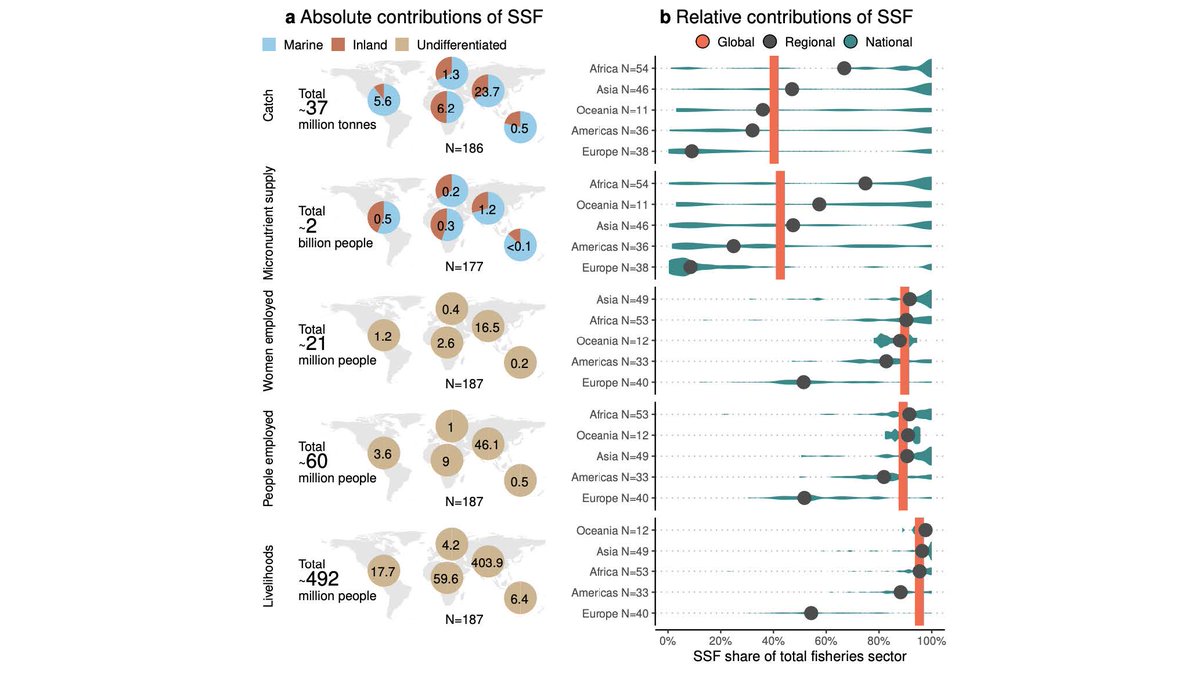 NEW EVIDENCE! Food is a human right, and seafood coming from oceans and rivers/lakes is vital part of #FoodSystems. Our co-led <a href="/Nature/">nature</a> study published today estimated &gt;40% of total fisheries catch comes from #SmallScaleFisheries, providing highly nutritious food to billions of