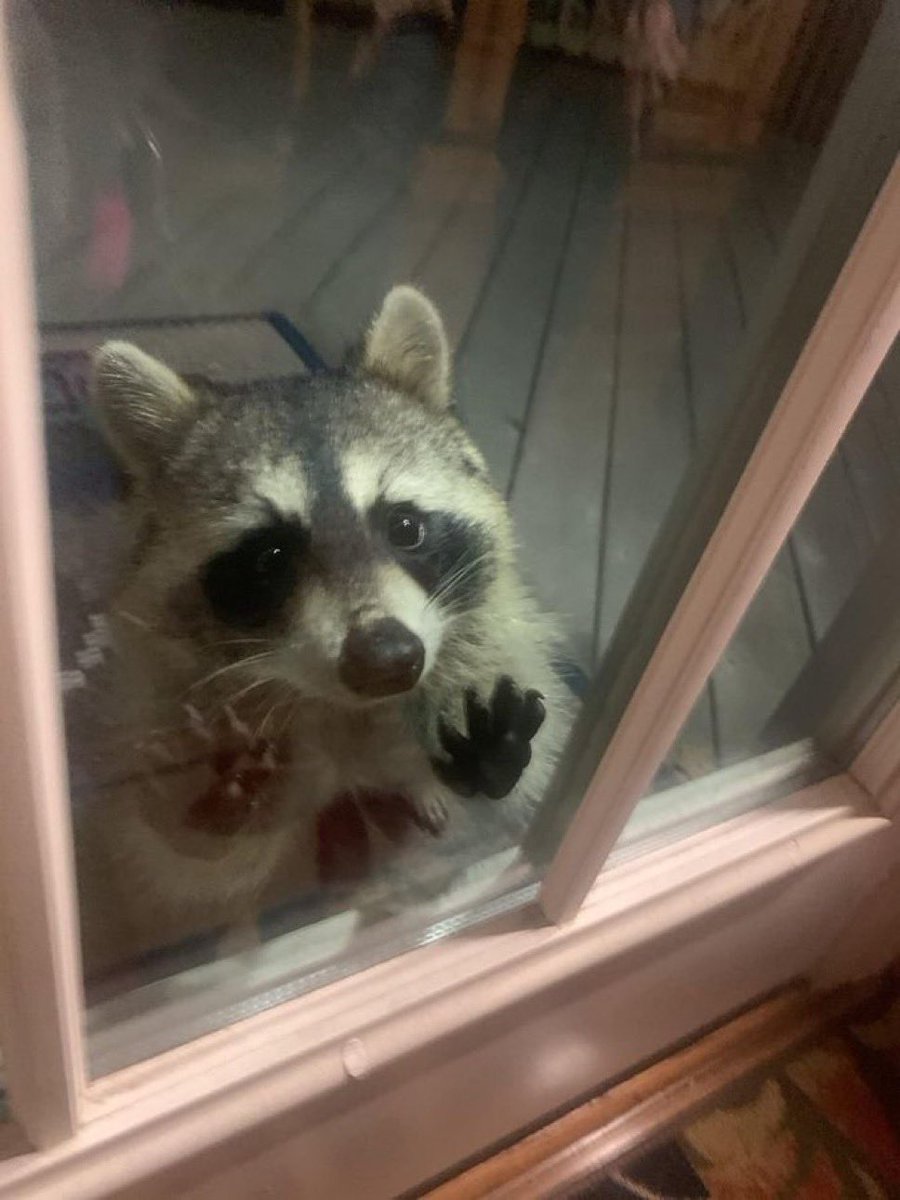 Sprinkles the Right Wing Raccoon (@sprinkles_1008) on Twitter photo 