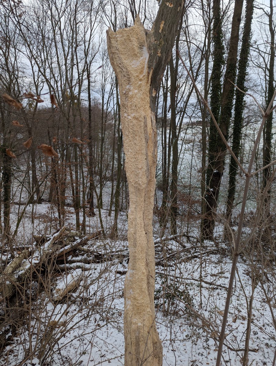Dohnaer's tweet photo. #Dohna Im Spargrund ein merkwürdiger toter Baum. So noch nie gesehen. Das Teil ist fast 3m hoch!? https://t.co/ZfQ9Mq7hSl