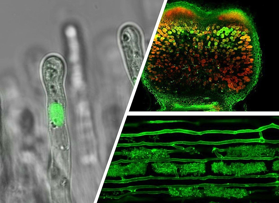 John Innes Centre (@johninnescentre) on Twitter photo PRESS RELEASE - Could this fundamental discovery revolutionise fertiliser use in farming?
Researchers have discovered a biological mechanism that makes plant roots more welcoming to beneficial soil microbes.
okt.to/HV18h7
<a href="/NorwichResearch/">Norwich Research Park</a> <a href="/charpentier_lab/">Myriam Charpentier</a> PRESS RELEASE - Could this fundamental discovery revolutionise fertiliser use in farming?
Researchers have discovered a biological mechanism that makes plant roots more welcoming to beneficial soil microbes.
okt.to/HV18h7
<a href="/NorwichResearch/">Norwich Research Park</a> <a href="/charpentier_lab/">Myriam Charpentier</a>