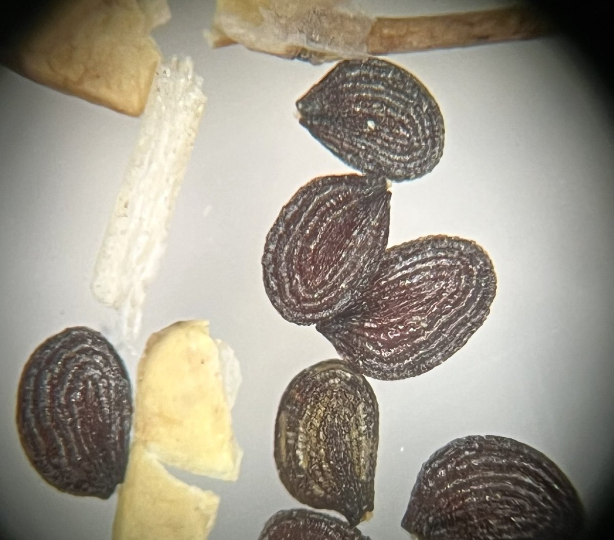 Weed seeds are so cool. These seeds are from field pennycress (Thlaspi arvense) …I wonder if these grooves are as unique as human fingerprints?!? That is what they remind me of 🤔