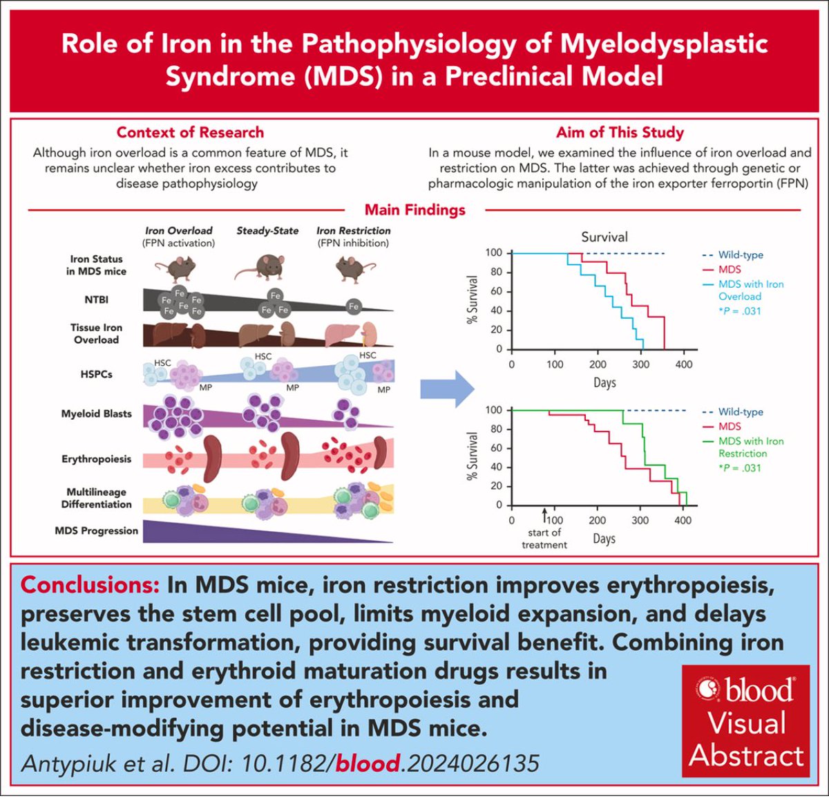 BioIronSocial (@bioironsocial) on Twitter photo Exciting findings on the connection between iron dyshomeostasis and Myelodsyplastic Syndrome! Congrats <a href="/IronResearchLab/">Francesca Vinchi</a> Exciting findings on the connection between iron dyshomeostasis and Myelodsyplastic Syndrome! Congrats <a href="/IronResearchLab/">Francesca Vinchi</a>