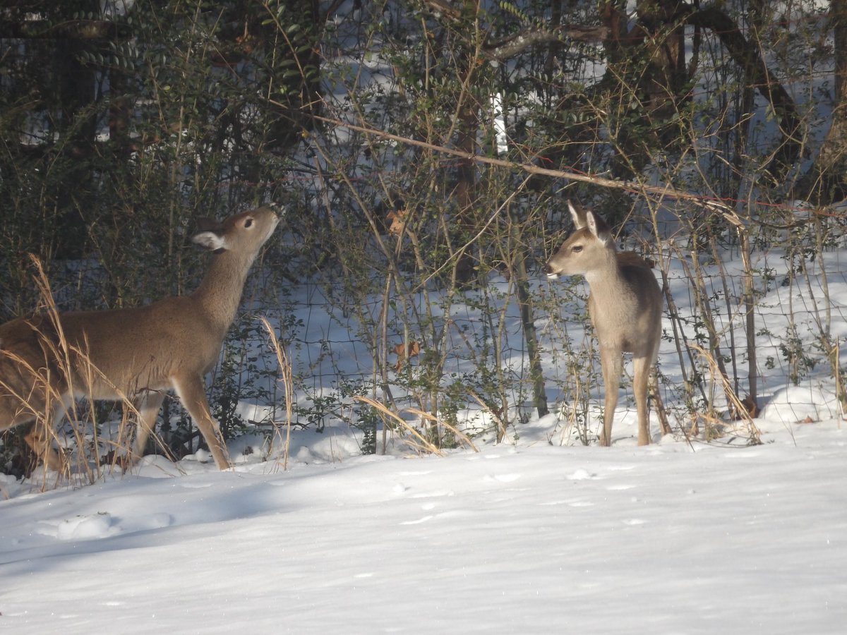 JasMur3626's tweet photo. Some visitors this morning. https://t.co/FA6Gx8pmeR