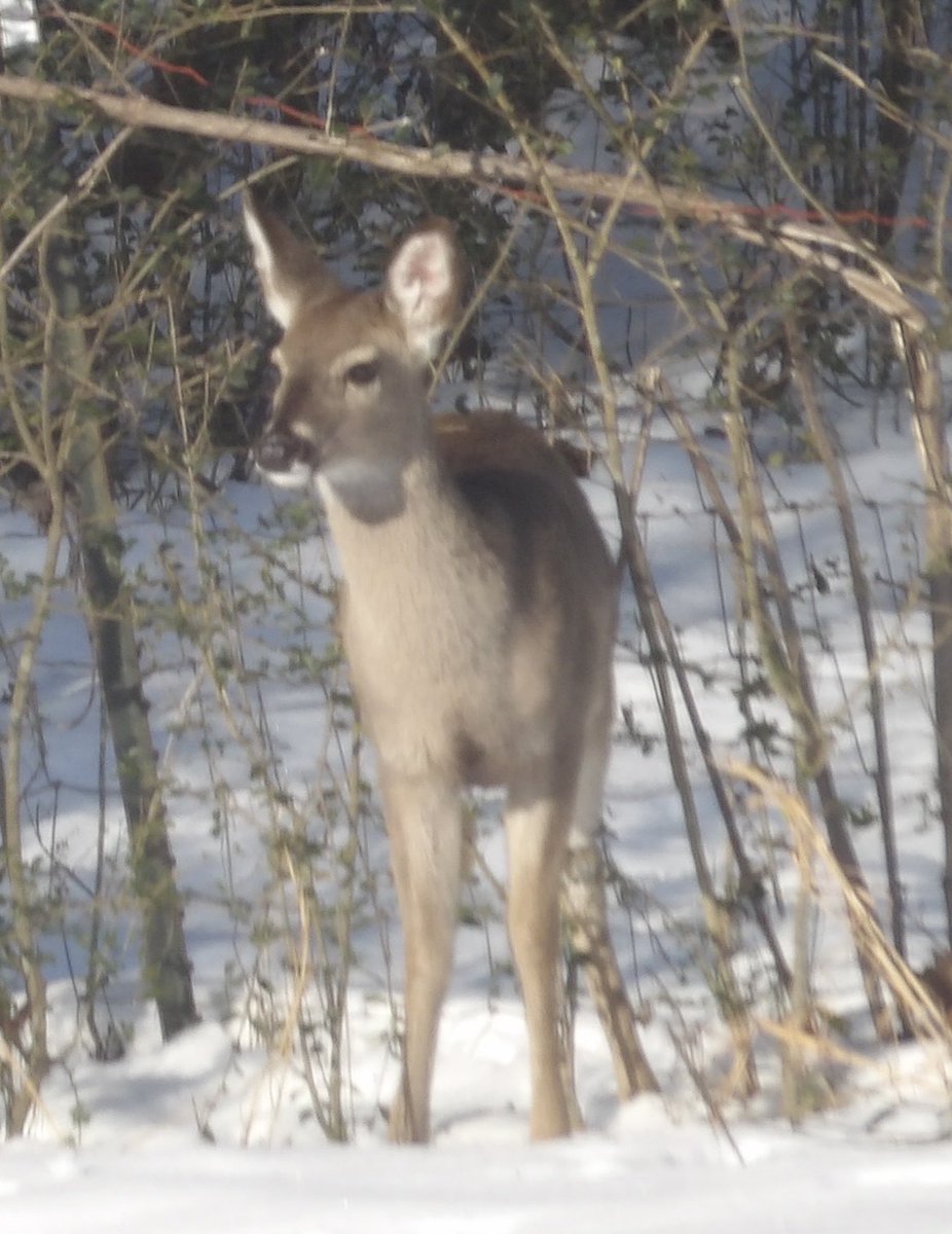 JasMur3626's tweet photo. Some visitors this morning. https://t.co/FA6Gx8pmeR