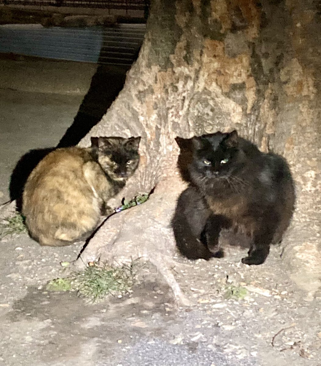 speater's tweet photo. 正解は「いろんな猫に挨拶しに行っては威嚇されたりタコ殴りにされ、ゴハンもみんなが食べ終わった後の残飯を食べる健気な猫」でしたxxx

でも最近友達ができて、一緒に遊んでるのを見てオッチャン泣けるxxx https://t.co/CMSkWlgyd8