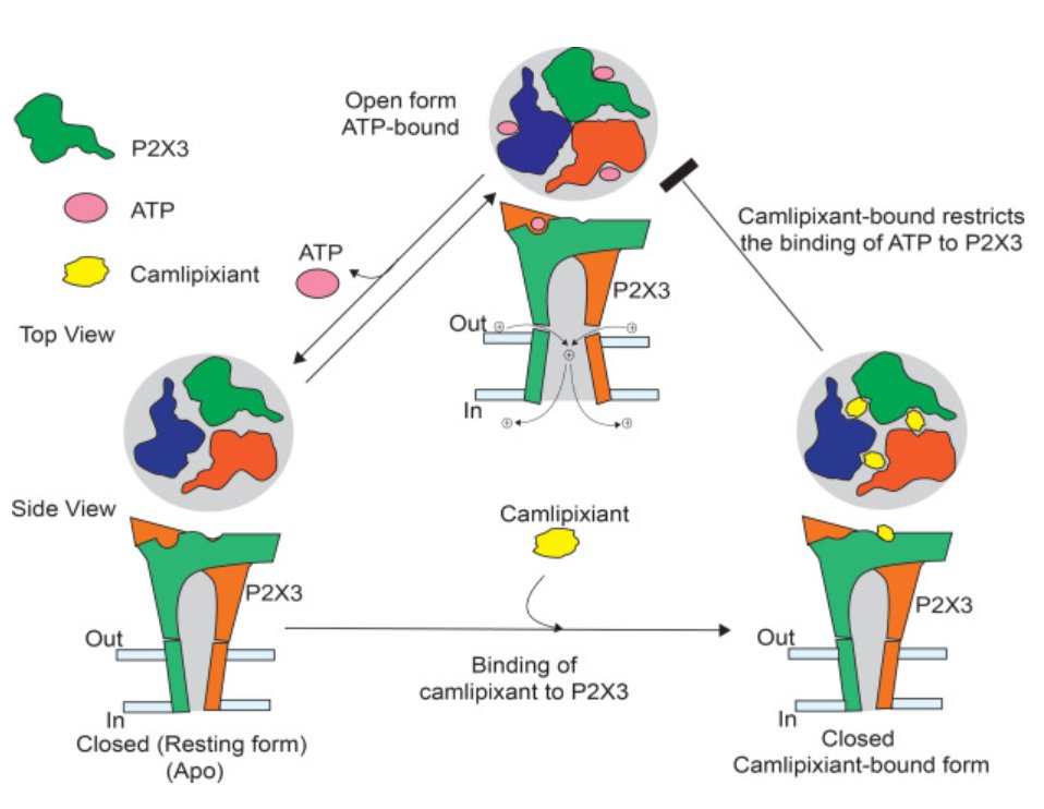 novaleski's tweet photo. Thach et al. @PurdueBiolSci demonstrate #camlipixant targets #P2X3 receptors by blocking signals that trigger #coughing. Identified unique binding site w/ cryo-EM that might reduce coughing without affecting taste.
#OpenAccess article in @jbiolchem β‘οΈ https://t.co/p9nTkVzvG0 https://t.co/q6CCgweyQl