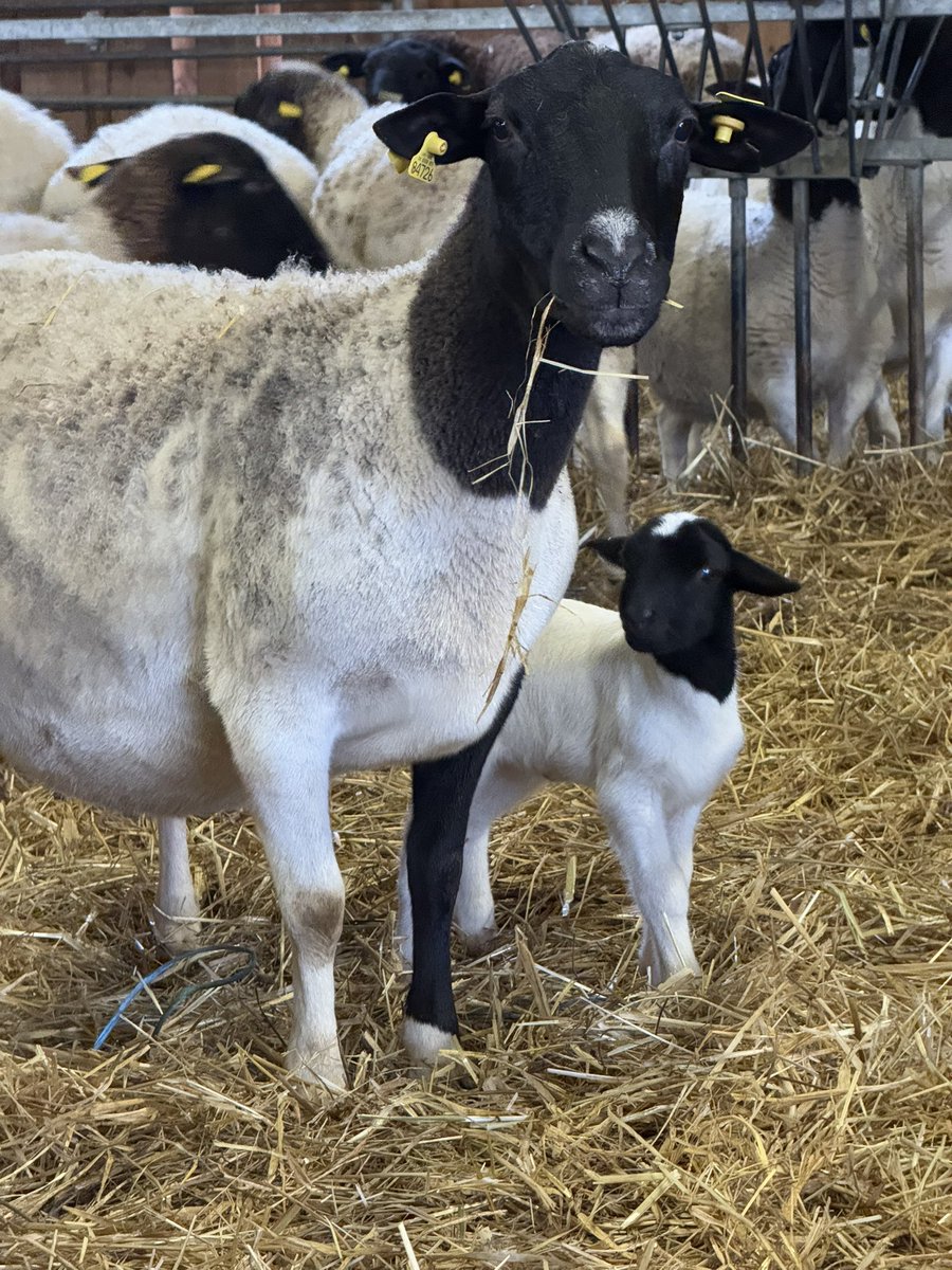 Ziegenmama's tweet photo. Und auch bei den Schafen gab es Nachwuchs. Das erste Lamm dieses Jahr kam gestern auf die Welt. #Schafe #Schäferei #Landschaftspflegeteam #nachhaltig #Natur #friedlich #Kreislaufwirtschaft #grüneberufe #meinleben https://t.co/X7dY0G47y9