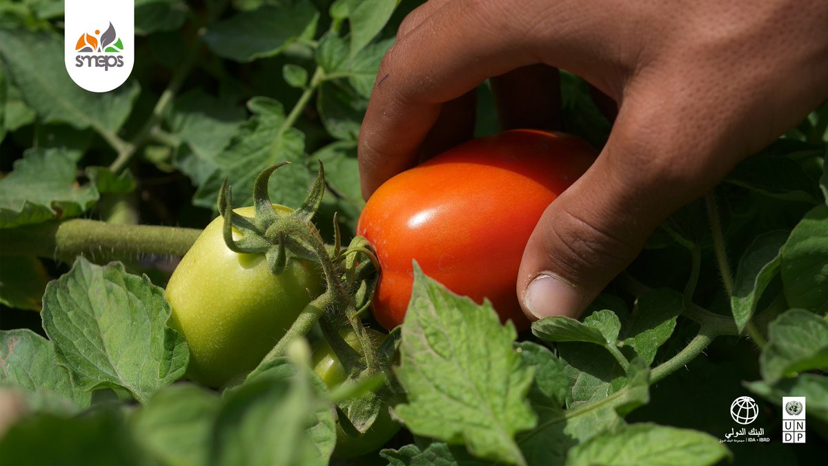 58 male &amp; female farmers in #Dhamar are reaping the rewards of hard work and the bounties of the land! 👨‍🌾👩🏽‍🌾

Harvest varying between hot peppers, tomatoes, bell peppers and a first-time cultivation of watermelon in Al-Manar district, #Dhamar. 🍉🌶🍅🫑

Modern agricultural inputs