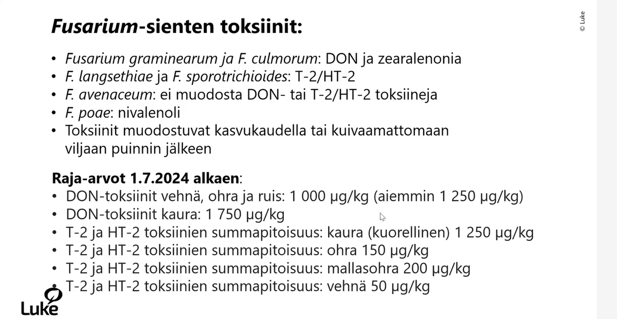 Nyt Fusarium graminearum on Suomessakin yleisin DON-tuottaja, kertoo <a href="/marjajalli/">marja jalli</a> T2/HT2 on DONia myrkyllisempi, ja siksi sen raja-arvot ovat tiukemmat.