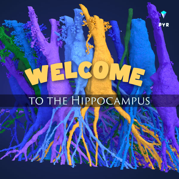 Request early access to a new Hippocampal Formation CA3 dataset -> pyr.ai