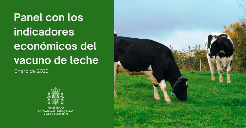 gobmapa's tweet photo. 📃✅Ya disponible el panel con los indicadores económicos del vacuno de leche correspondientes a enero de 2025.

Todos los datos del sector ▼