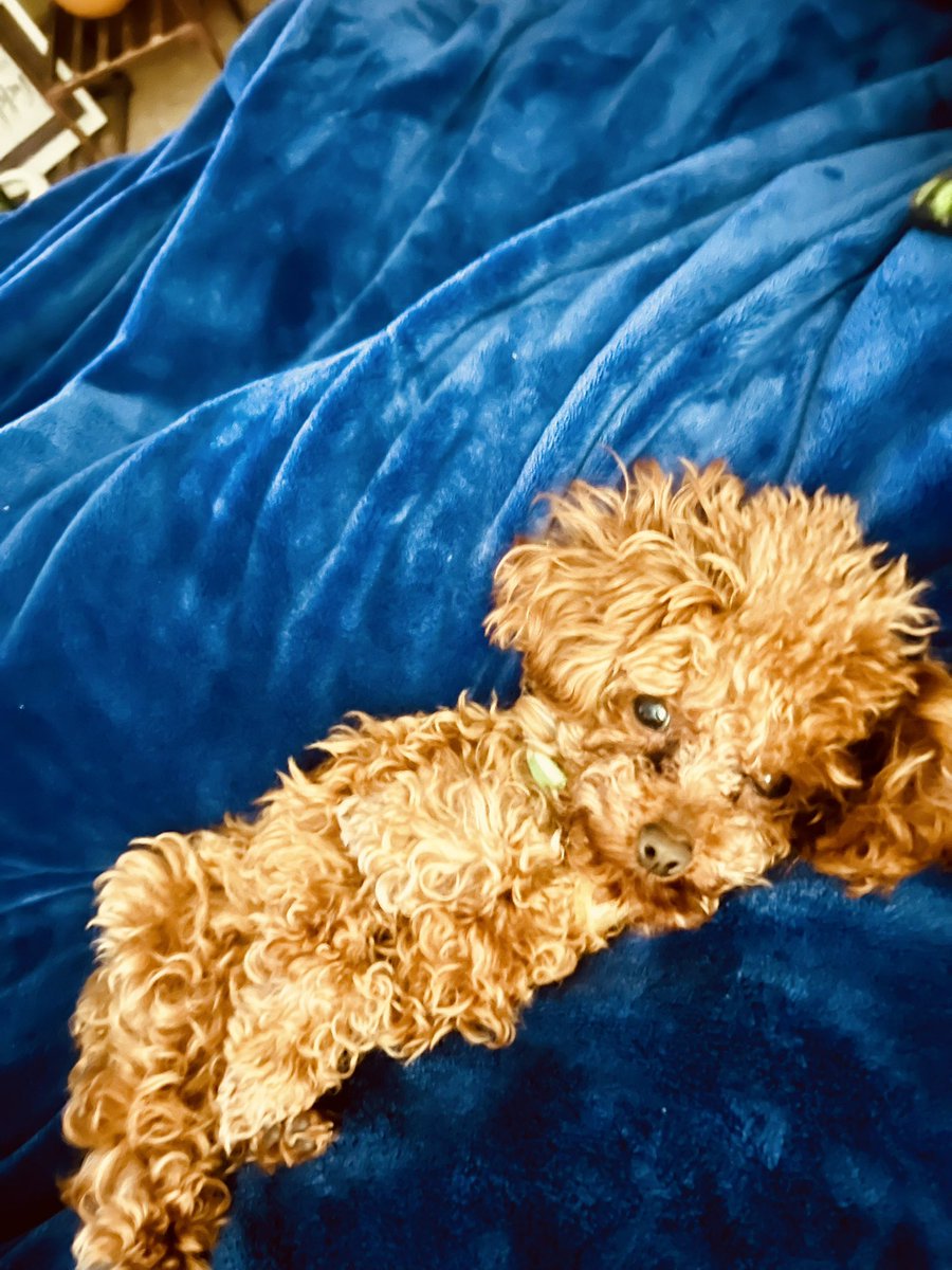 rybanic19's tweet image. Can someone please explain to me how this lil asshole has captured my whole fucking heart?❤️ I can’t even! #chickentender #toypoodle