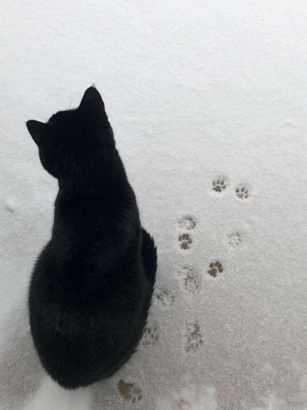 Black cats are not bad luck (@visualscat) on Twitter photo 