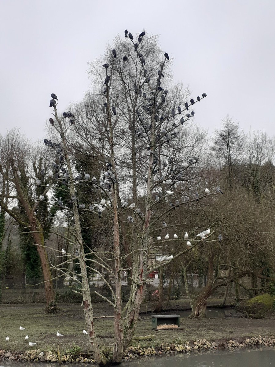 Makes a change from leaves on the trees #TreeClub #Arundel