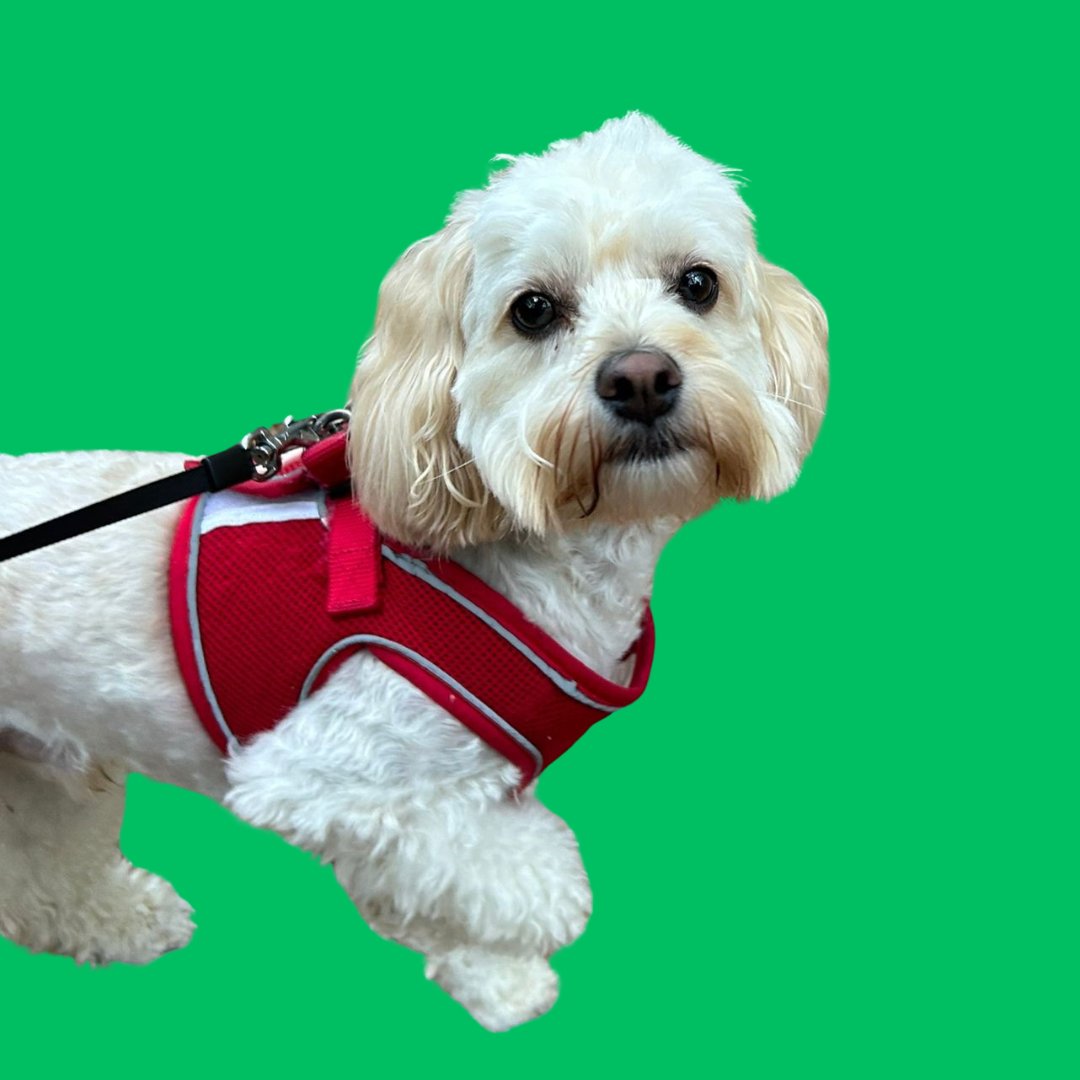 Wirral NHS Hospitals - Arrowe Park & Clatterbridge tweet media