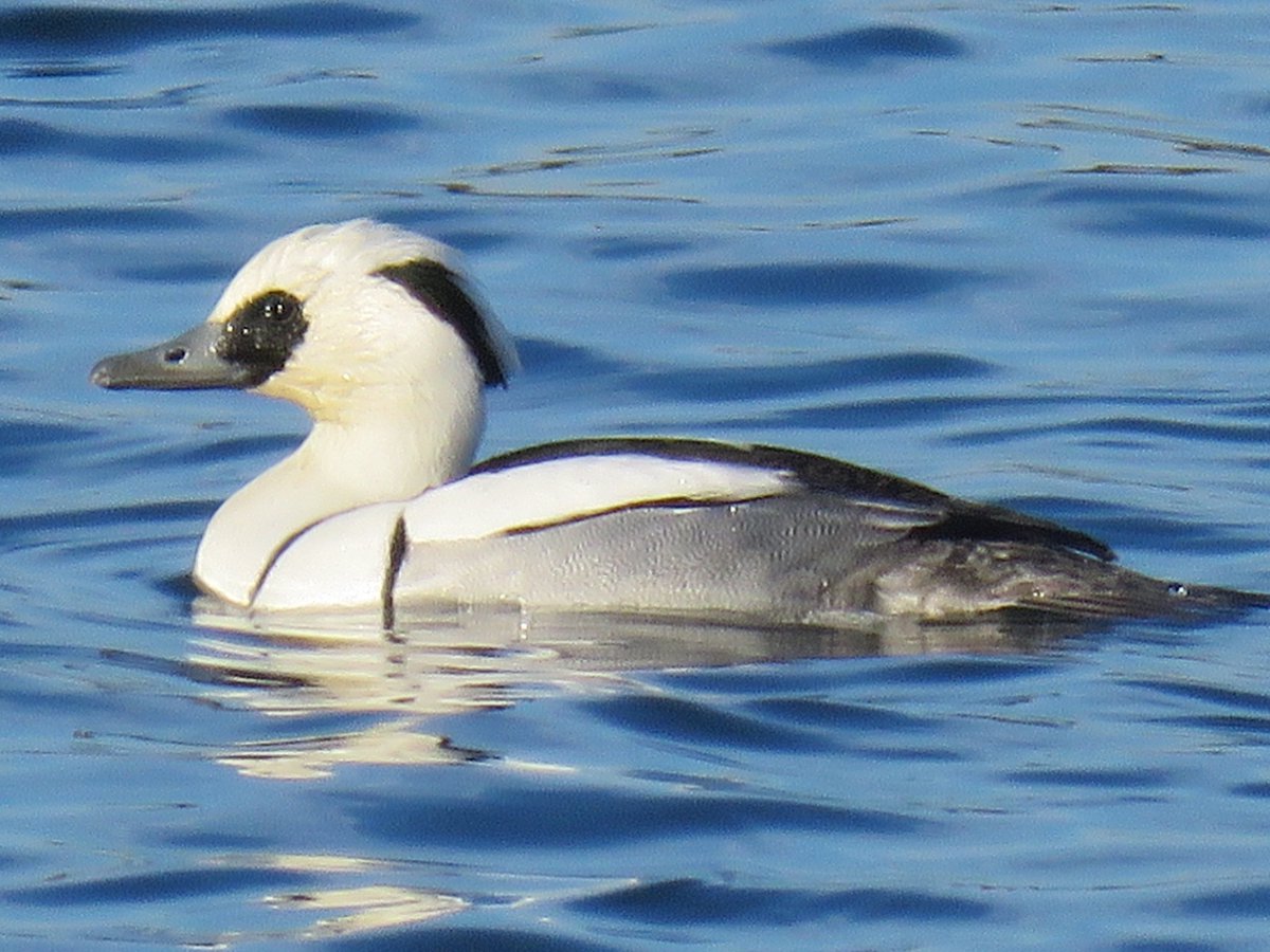 Smew is always a mid winter treat  especially a drake. Even better bang in front of a hide in fabulous light. Taken at Tophill Low.