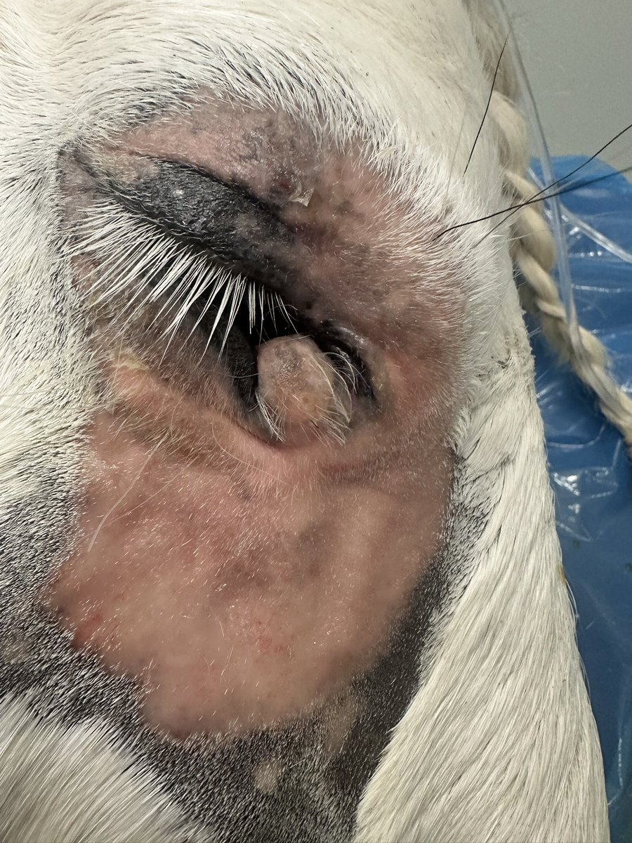WeipersEquine's tweet photo. Here @WeipersEquine we can deliver great results because our patients benefit from our #Multidisiplinaryteam this #DermoidCyst was treated & although early days is looking pretty good @PJPollockVet https://t.co/I48BaWpjrC
