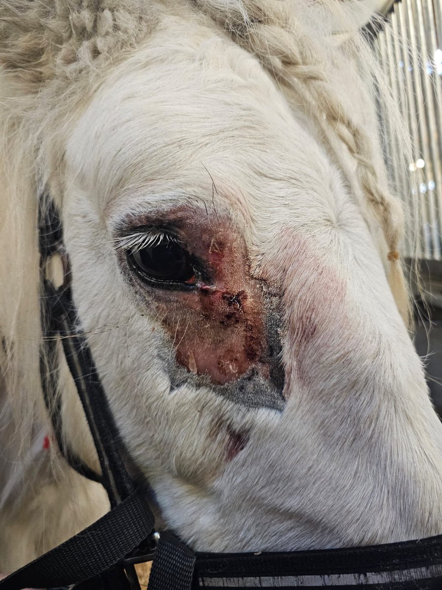 Glasgow Equine Hospital & Practice (@weipersequine) on Twitter photo Here <a href="/WeipersEquine/">Glasgow Equine Hospital & Practice</a> we can deliver great results because our patients benefit from our #Multidisiplinaryteam this #DermoidCyst was treated & although early days is looking pretty good <a href="/PJPollockVet/">Patrick J Pollock</a> Here <a href="/WeipersEquine/">Glasgow Equine Hospital & Practice</a> we can deliver great results because our patients benefit from our #Multidisiplinaryteam this #DermoidCyst was treated & although early days is looking pretty good <a href="/PJPollockVet/">Patrick J Pollock</a>