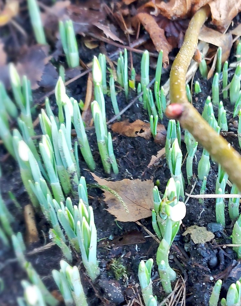 First snowdrops of the year 💙